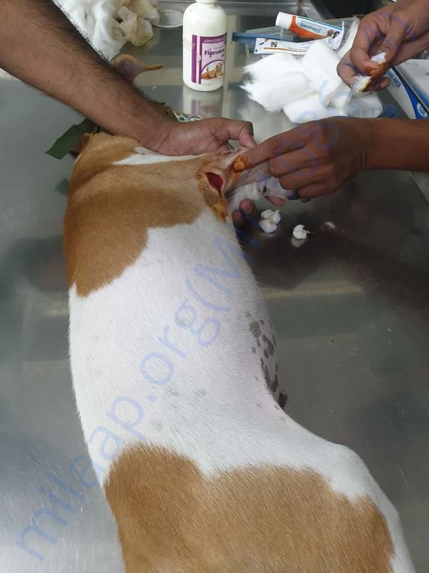 Vet visit at Delhi