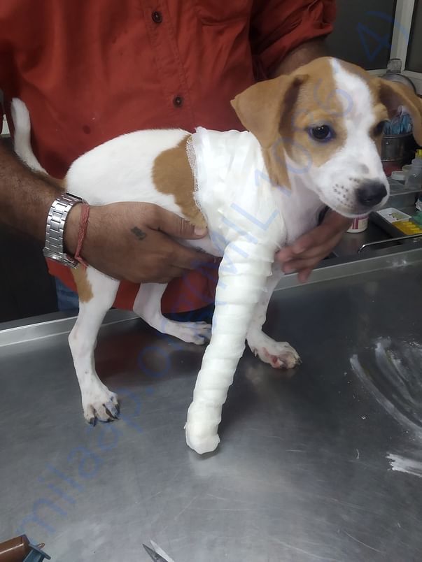 Vet visit