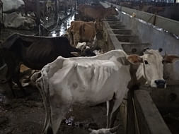 Dhyan Foundation Rehabilitates Cattle Rescued by BSF