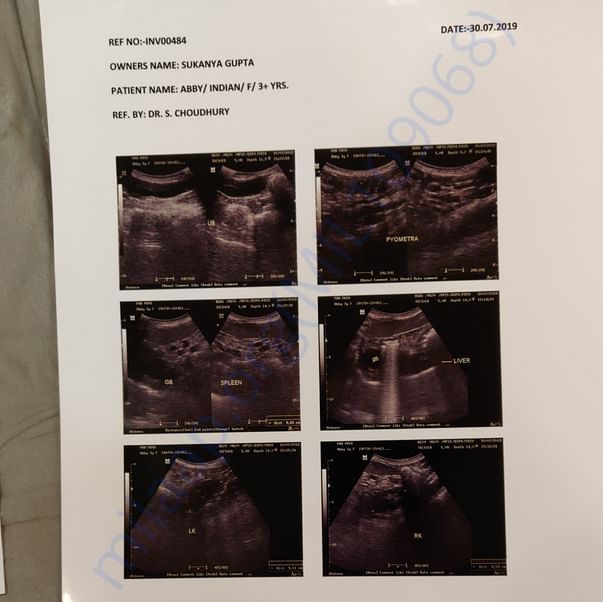 Medical Report