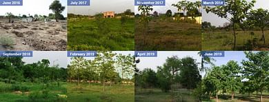 Tree Plantation at Khanpur Water Treatment Plant