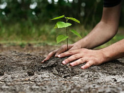 Plant Trees With Green Vadodara Foundation