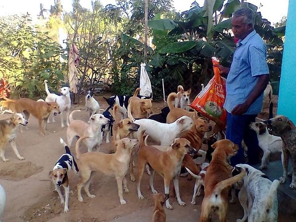 Help Save The Dogs At Aid For Voiceless In Velankanni