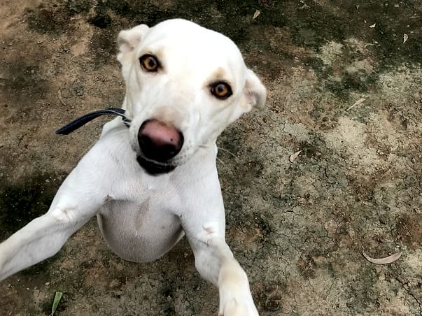 Help Baby Whitey Reach his Forver Home in Canada