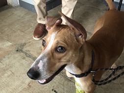 Help Ginger Walk Again!