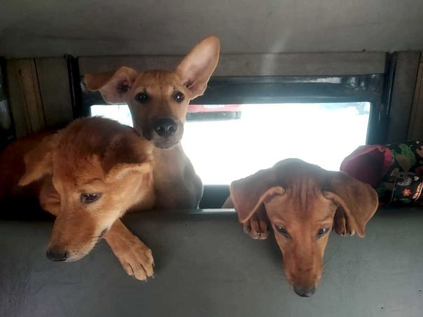 Help The Adorable Furry Residents Of IIT Madras Live Safe Happy Lives!