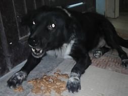 Family for 100+ abandoned and helpless stray animals