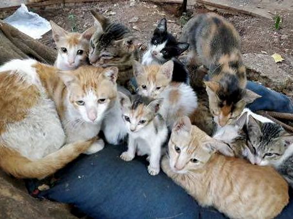 Help Us Build A Foster Home For Stray Cats!