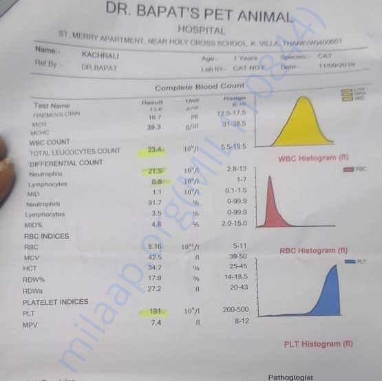 Medical Report
