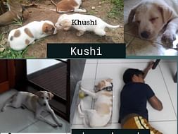 Help Cherai tails save, vaccinate and sterilize pups this Monsoon