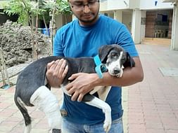 Urgent help required for a Kali and some puppies.