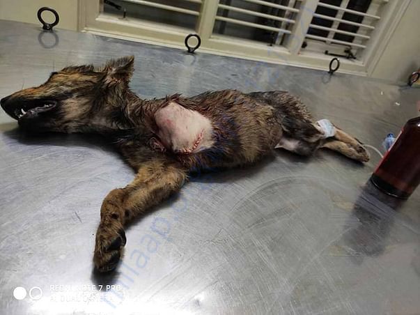 dog treated in hospital