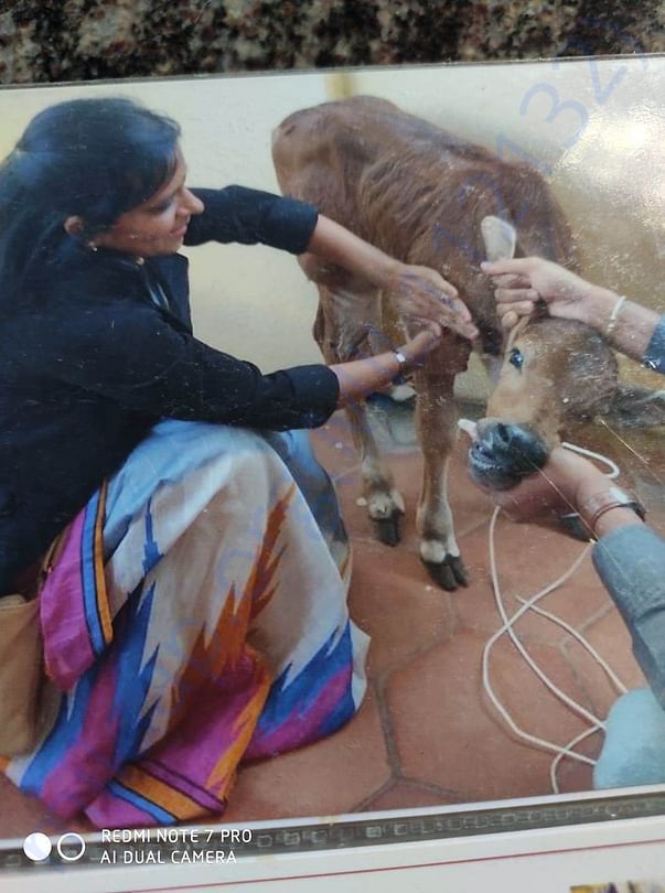 .treatement for street cow...