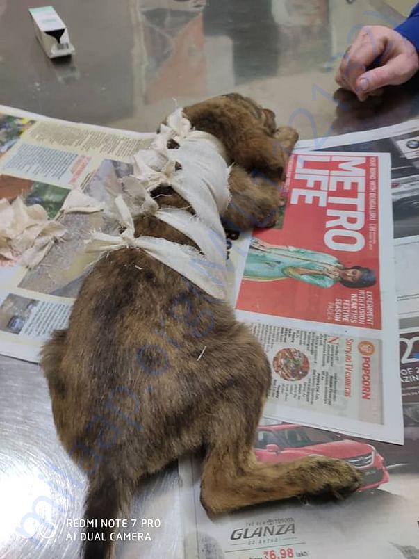 .stray puppy rescued and leg amputation..