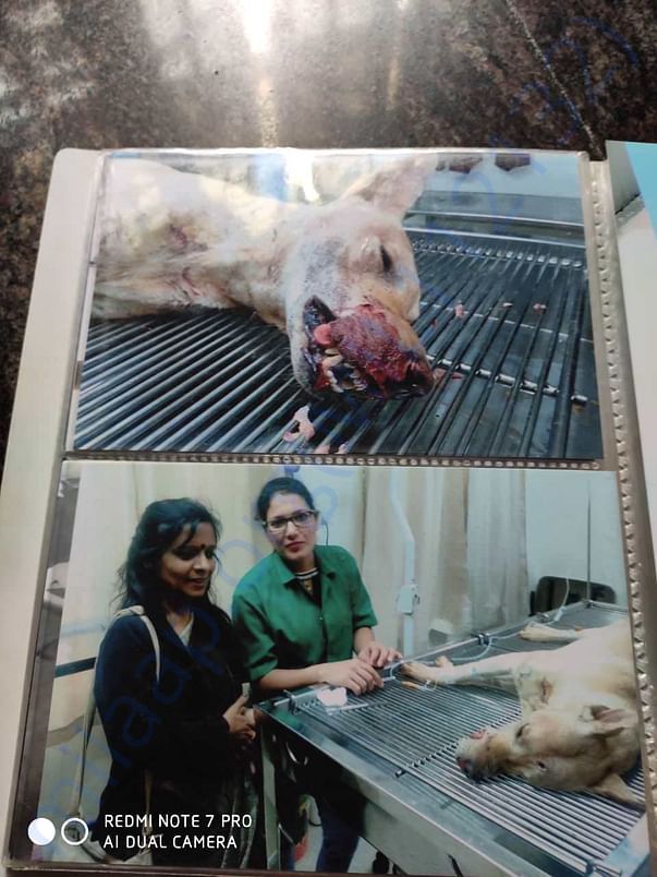 .treatement and surgery for a street dog..