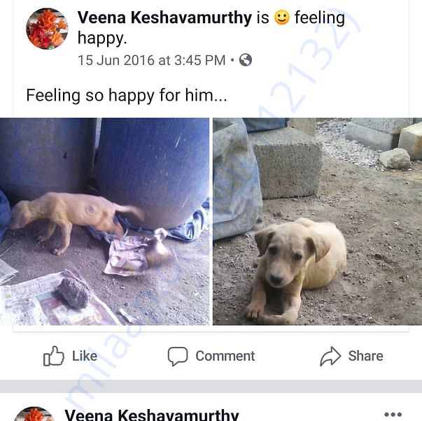 Rescued this straympuppy and treatment is happening