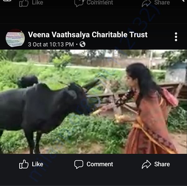 Feeding a stray cow