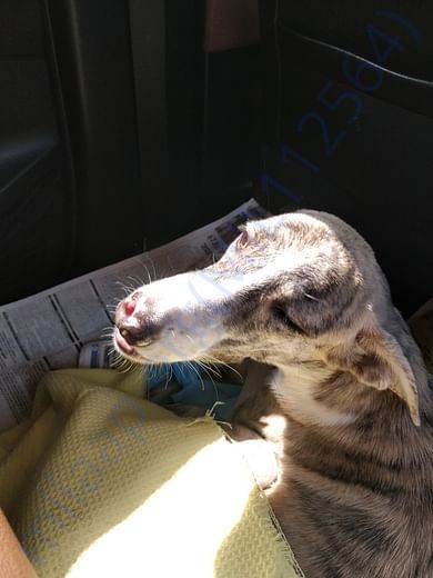 A shining Adoption