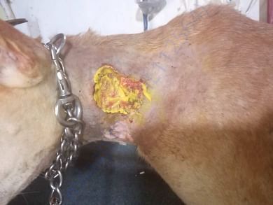Bahadur ,our rescue a severe maggot case