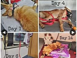Puppies Fighting All Odds