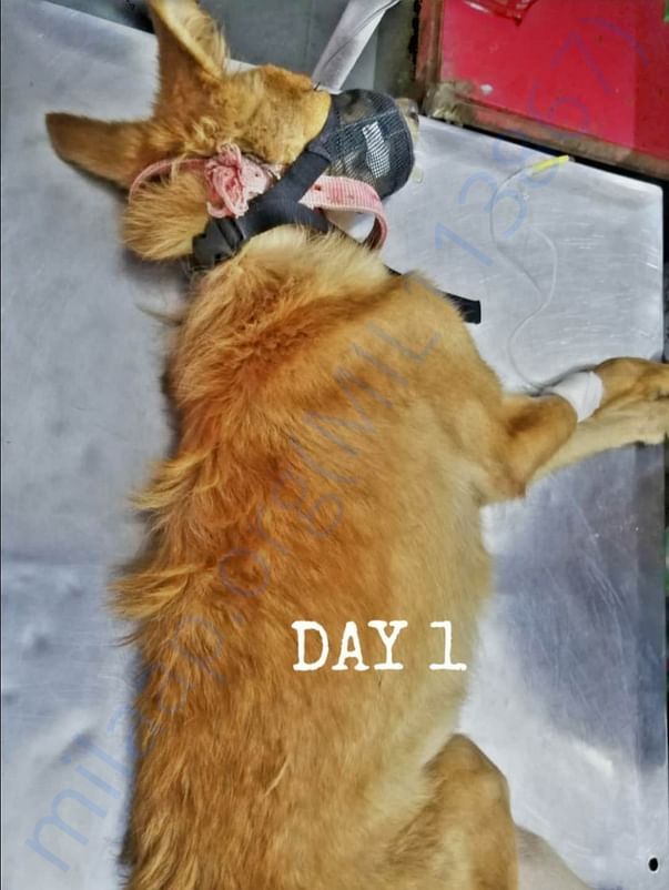 Day 1