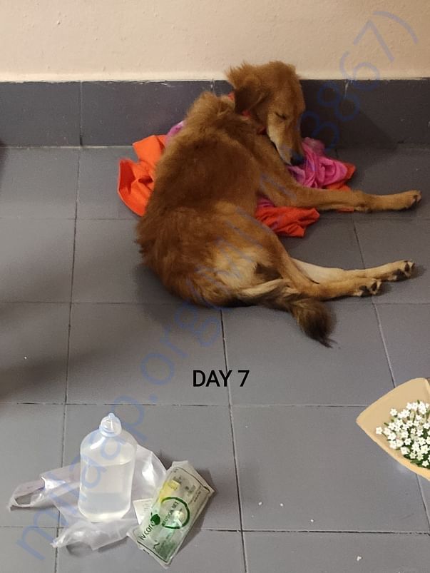 DAY 7
