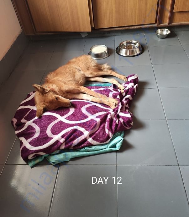 DAY 12