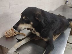Help Buzo The Dog Fight For His Life