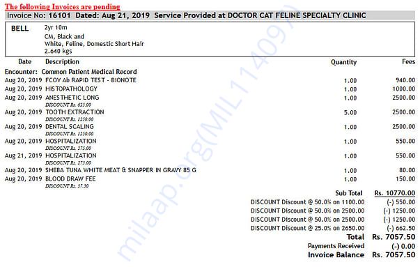 Bell Cat - Tooth Extraction and Treatment