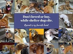 Help Us To Pay Our Vet Bills