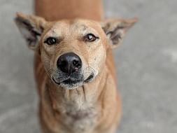 Help us build a Recovery Centre for Street Dogs in Distress