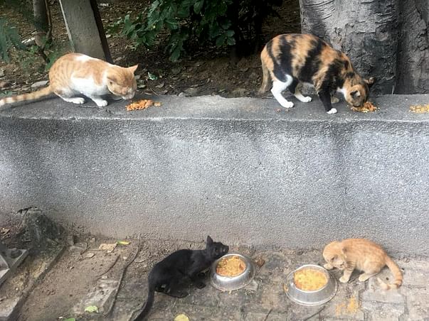 Help Sterilise Stray Cats in Hauz Khas, Delhi