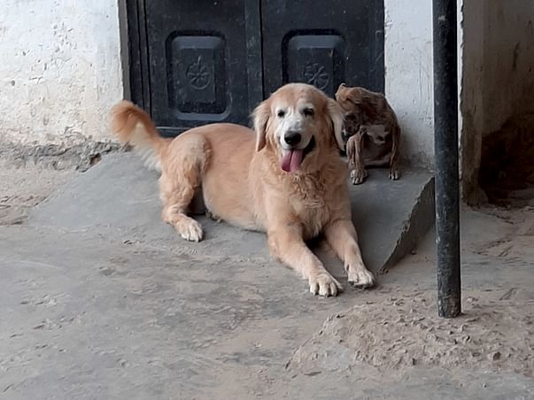 Help Happy Maira