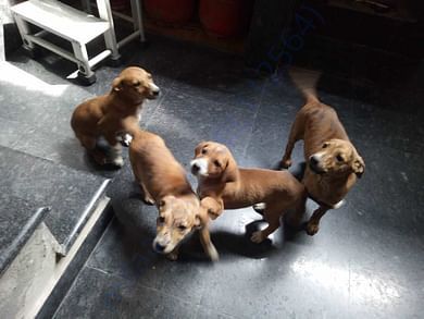 Rescued Babies off street , for a Better life!