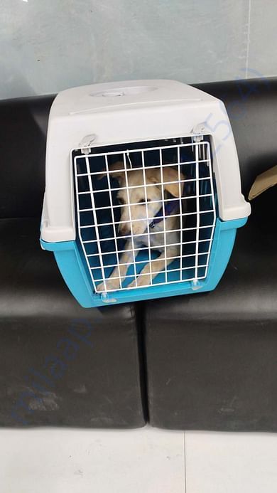 Our Little Rescued Kid , flying to his new permanent home