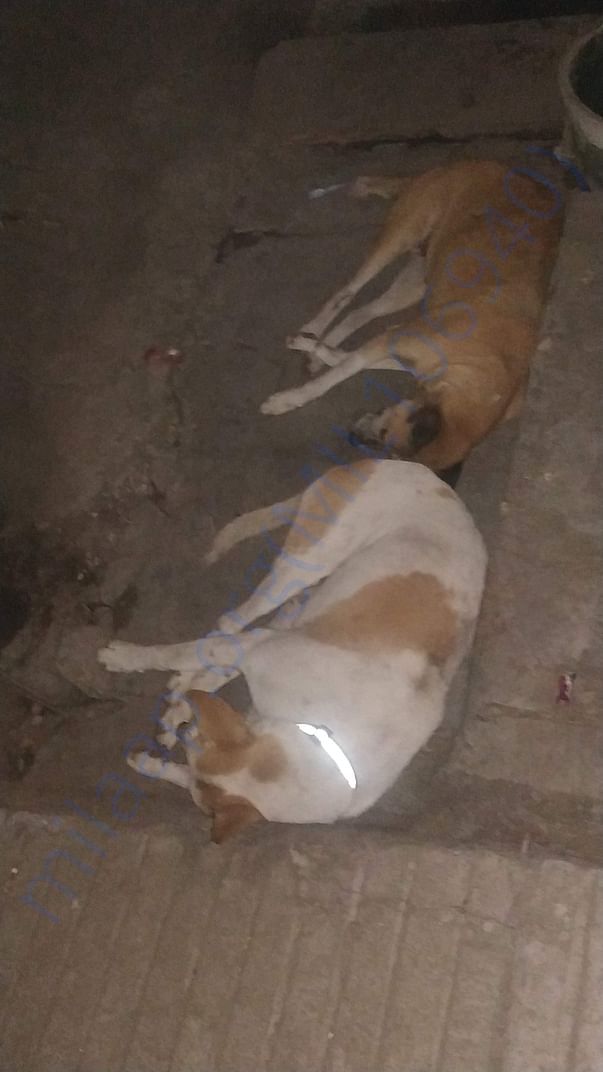 My furries with their reflective collars