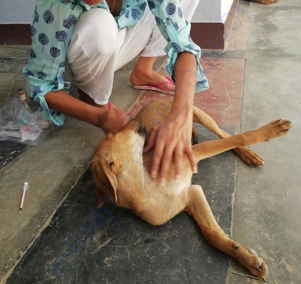 Antirabies vaccination in my town..