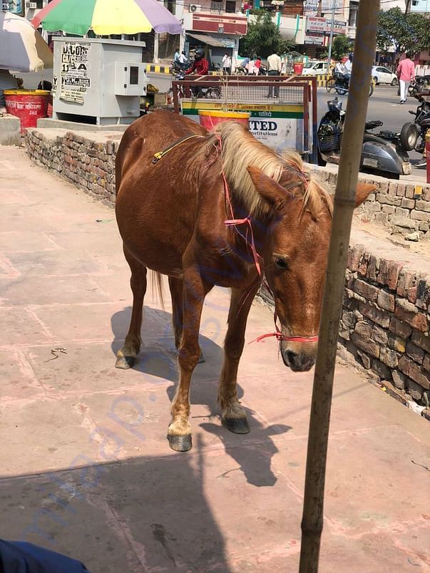Rescued from abusers who loaded quintals of grains..