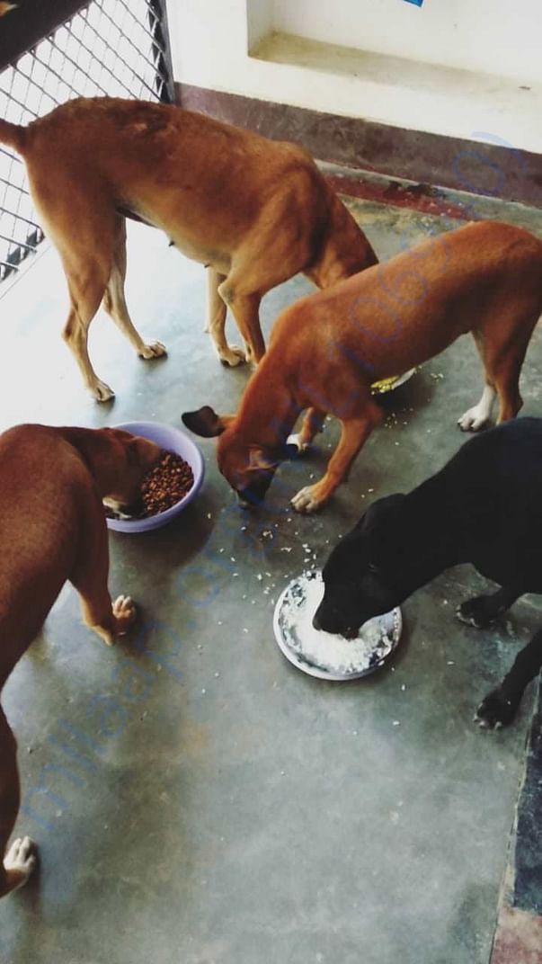 Feeding