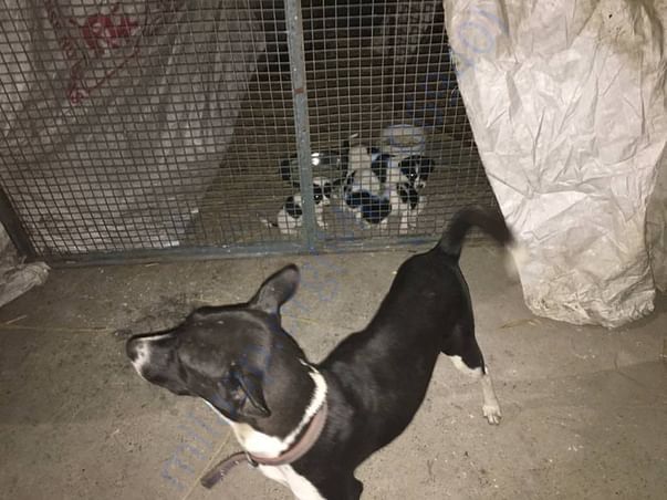 Lazy with her puppies