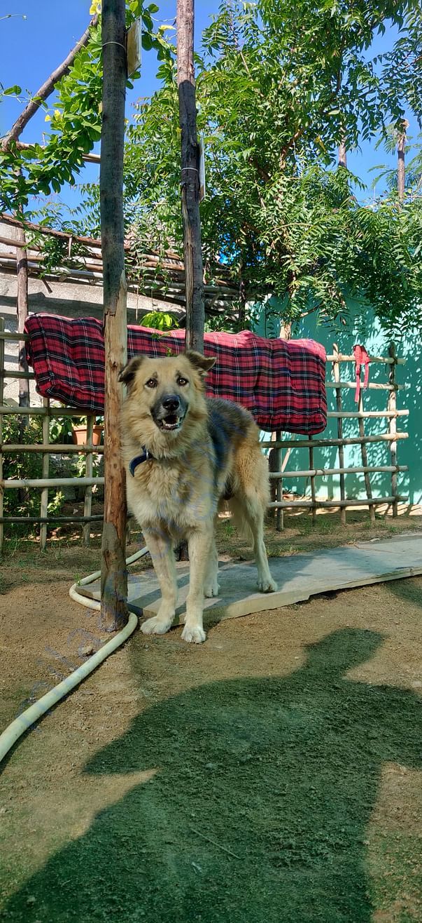 John all healed and looking for adopters