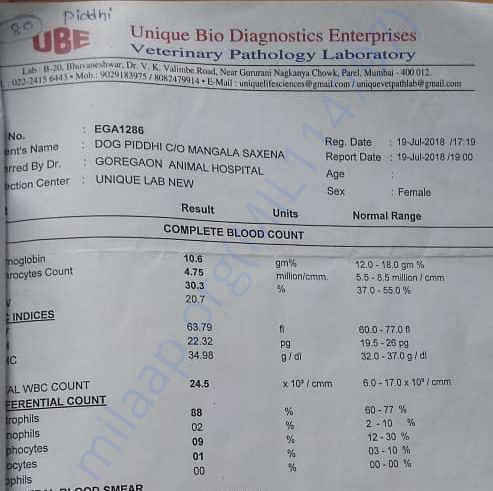 "Piddi" 1 yr old dog got skin disease - blood count