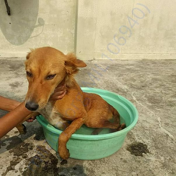 Paralyzed dog Herry physiotherapy in lukewater