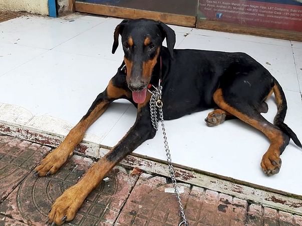 Rescued Doberman Noah Needs You!