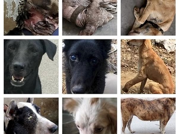 Help Voiceless survive