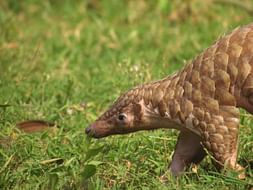 Save The Indian Pangolins