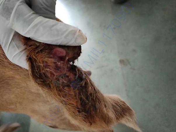 Deep tail wound of Barwala for which he was admitted