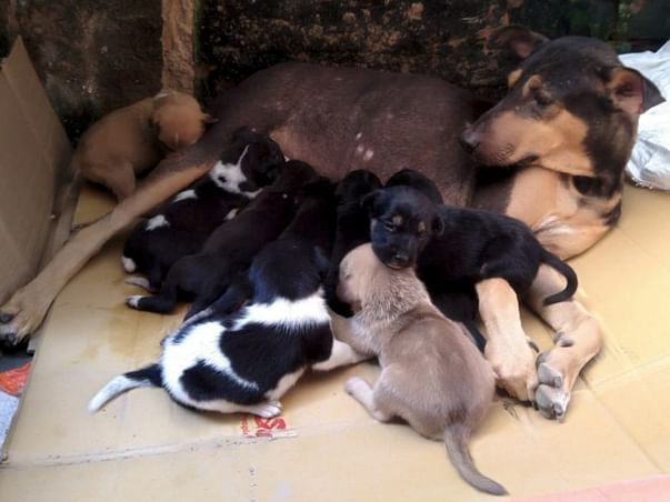 Help In spay and neuter drive for stray dogs(based on kolkata)
