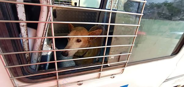 Ambulance travel from foster to Hospital and back