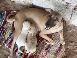 Healthcare Improvement For Animals